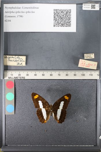 Media type: image;   Entomology 145281